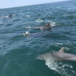 長崎　南島原市　「かづさイルカウォッチング 」