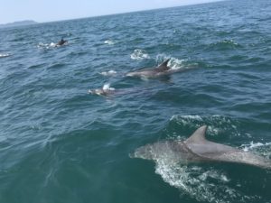 長崎　南島原市　「かづさイルカウォッチング 」