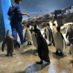 長崎 長崎市 「長崎ペンギン水族館」