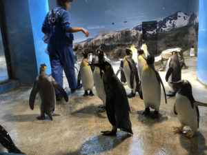 長崎　長崎市　「長崎ペンギン水族館」
