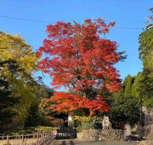 福岡　添田町　「英彦山神宮」